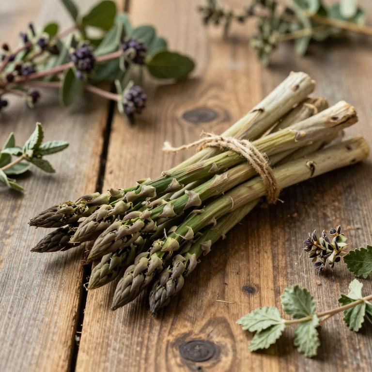 Asparagus curillus