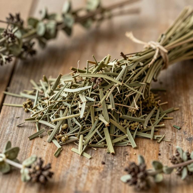 Baccharis crispa