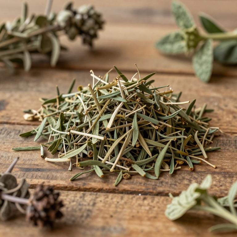 Baccharis megapotamica