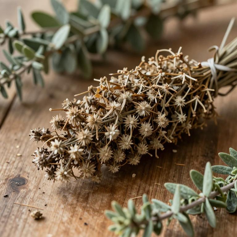 Banksia attenuata