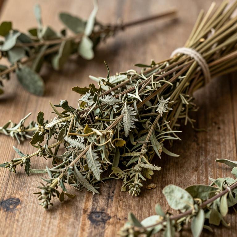 Baptisia