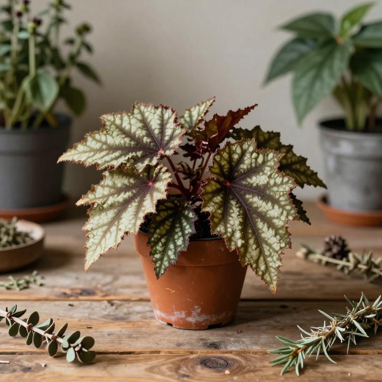 Begonia grandis subsp. grandis