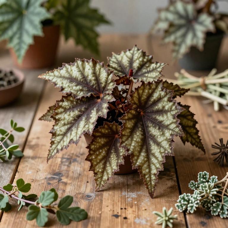 Begonia grandis subsp. sinensis