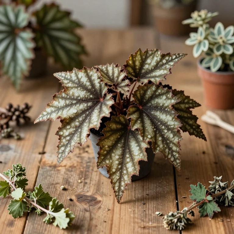 Begonia nantoensis
