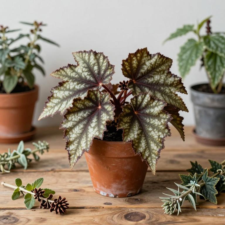 Begonia urophylla