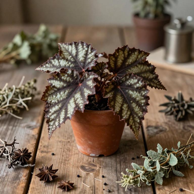 Begonia