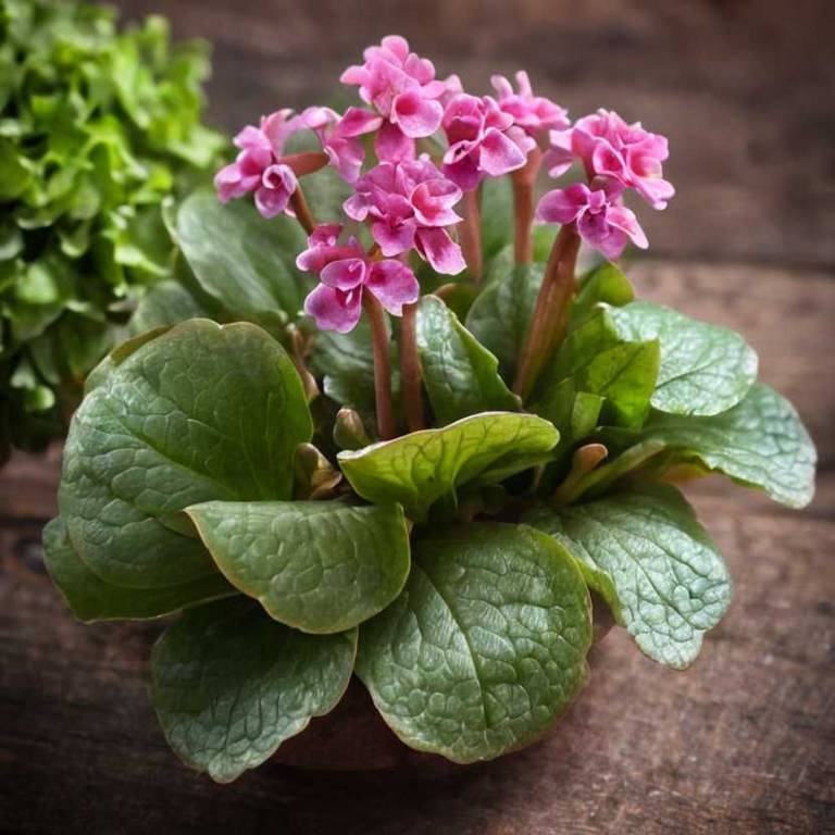 bergenia crassifolia