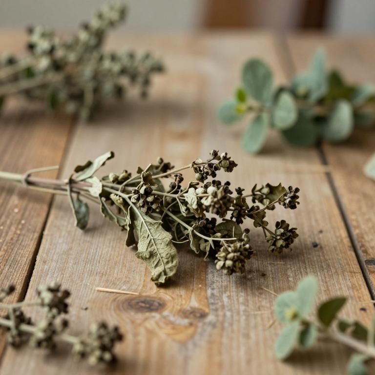 Bignonia potosina
