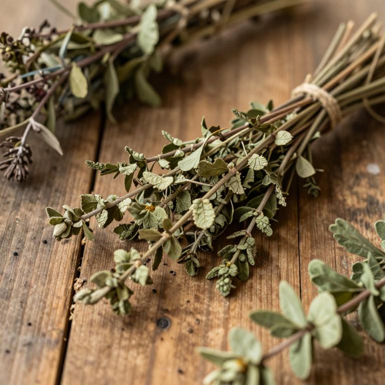Bistorta amplexicaulis var. amplexicaulis