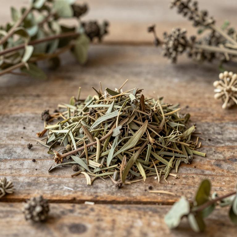 Bistorta officinalis