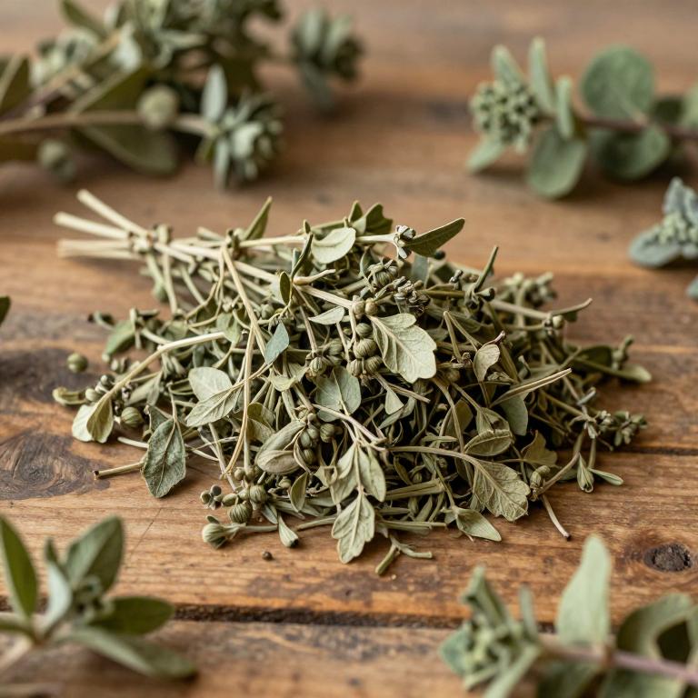 Bocconia integrifolia