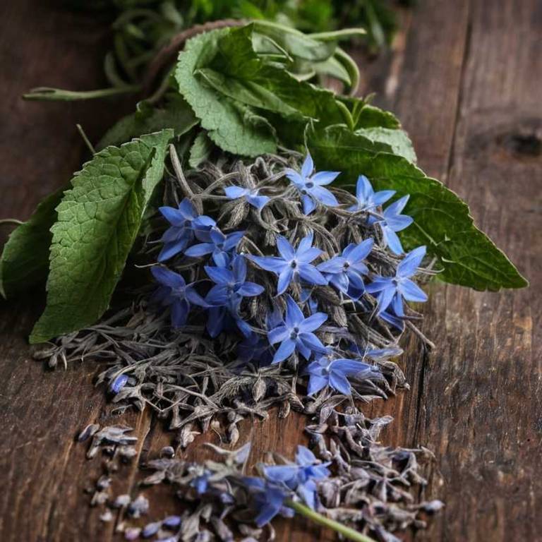 borago officinalis