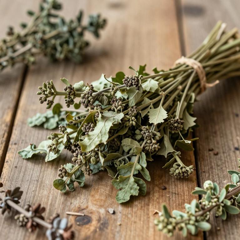 Brassica macrocarpa