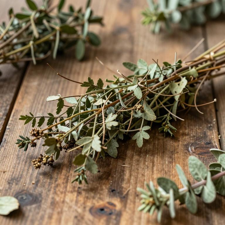 Brosimum acutifolium