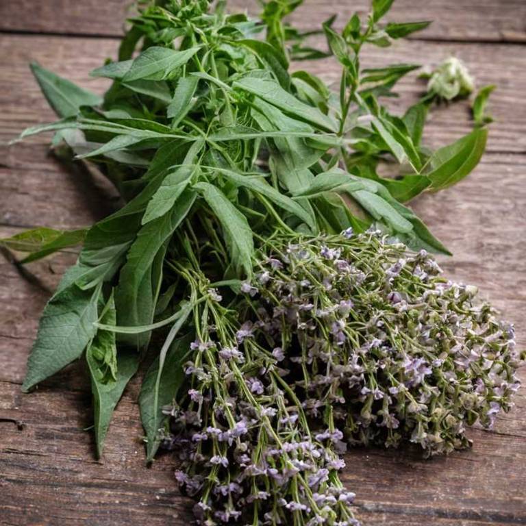 buddleja officinalis