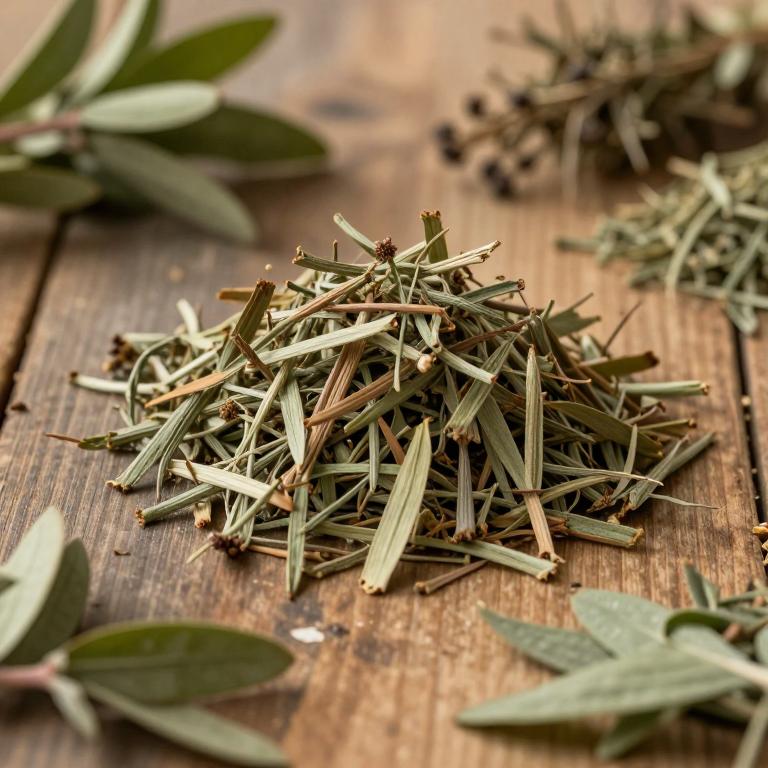 Bupleurum salicifolium