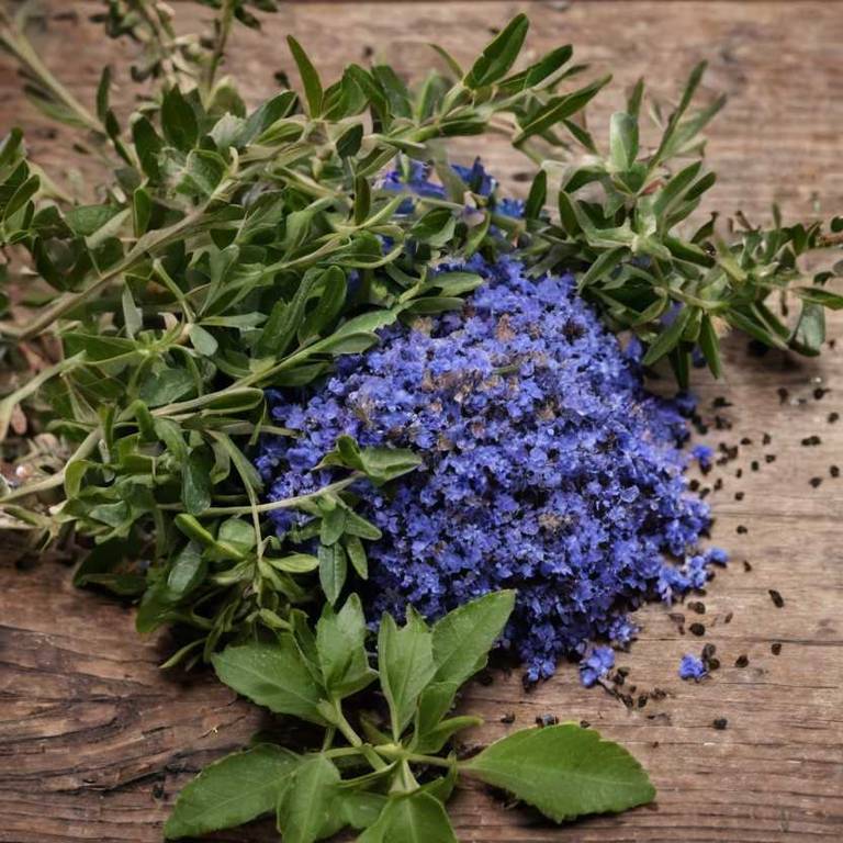 ceanothus americanus