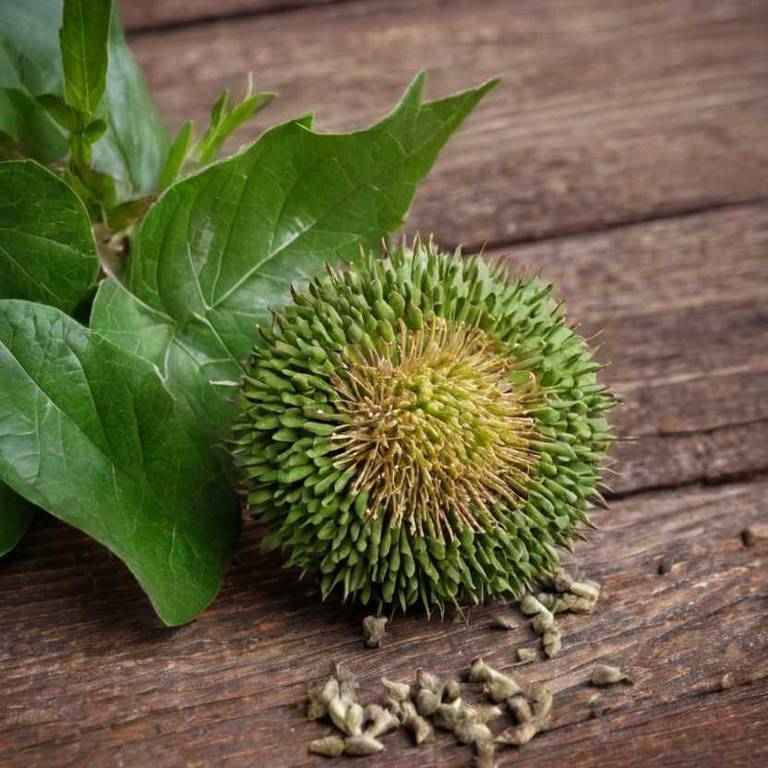 cephalanthus occidentalis