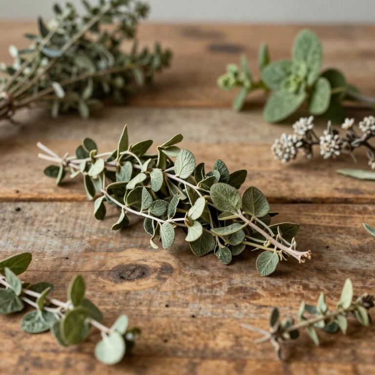 Ceropegia breviflora