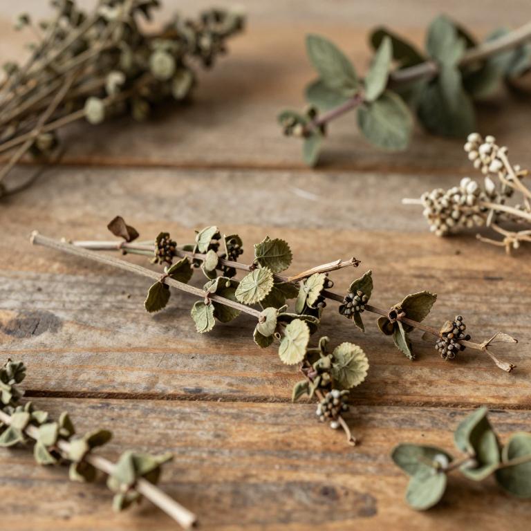 Ceropegia pulchellior