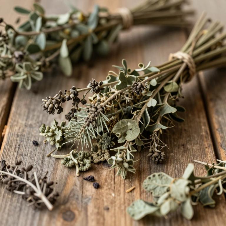 Chaerophyllum