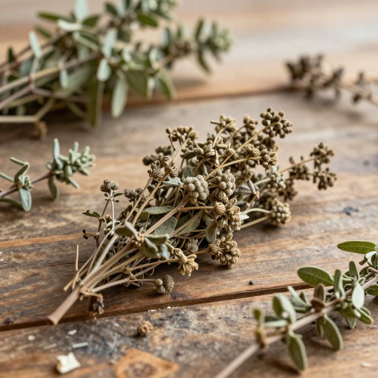 Chamaecrista rotundifolia