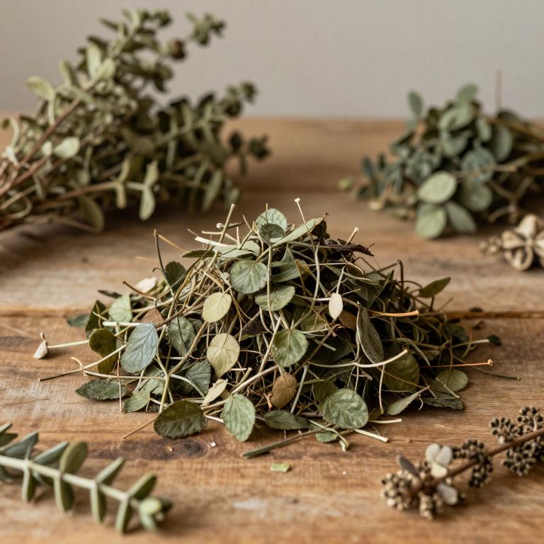 Chamaedorea seifrizii