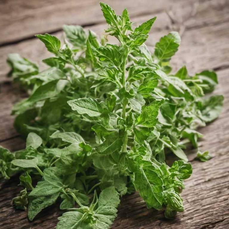 chenopodium ambrosioides