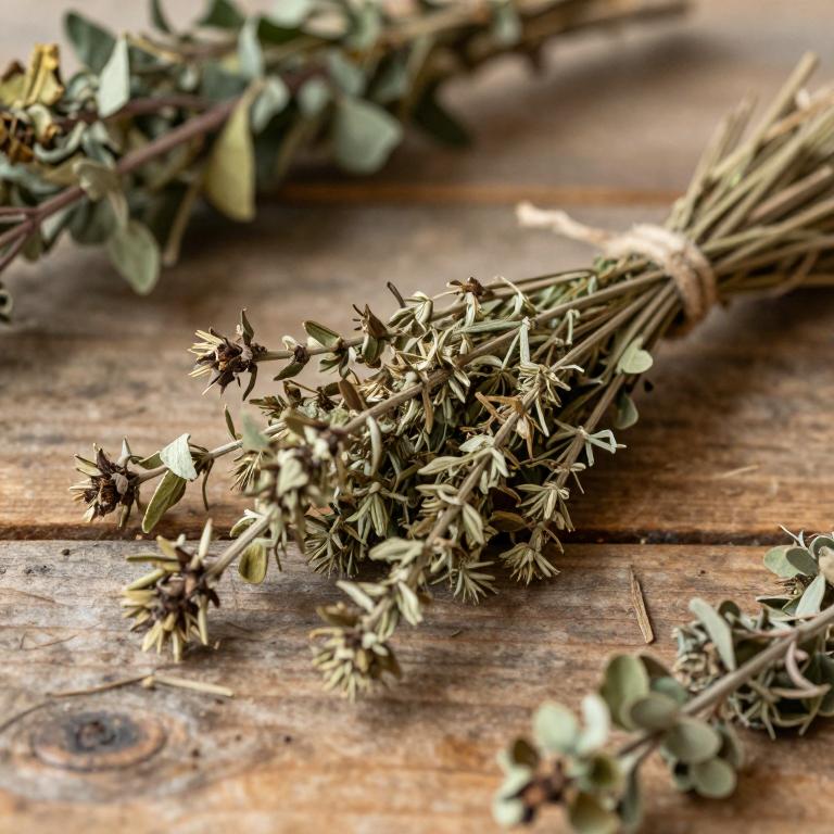 Chloranthus