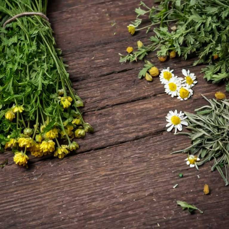 chrysanthemum indicum