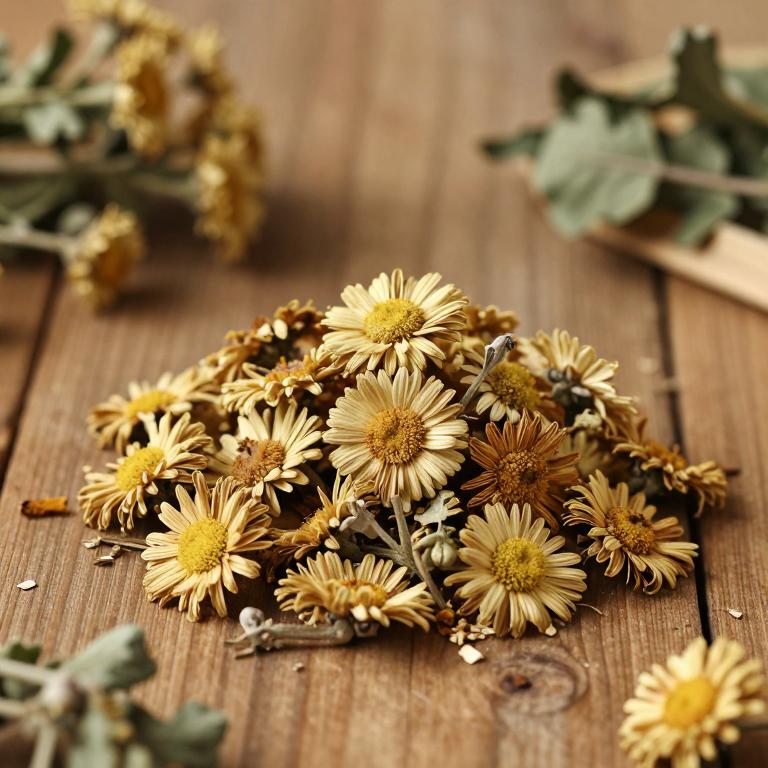 Chrysanthemum nankingense
