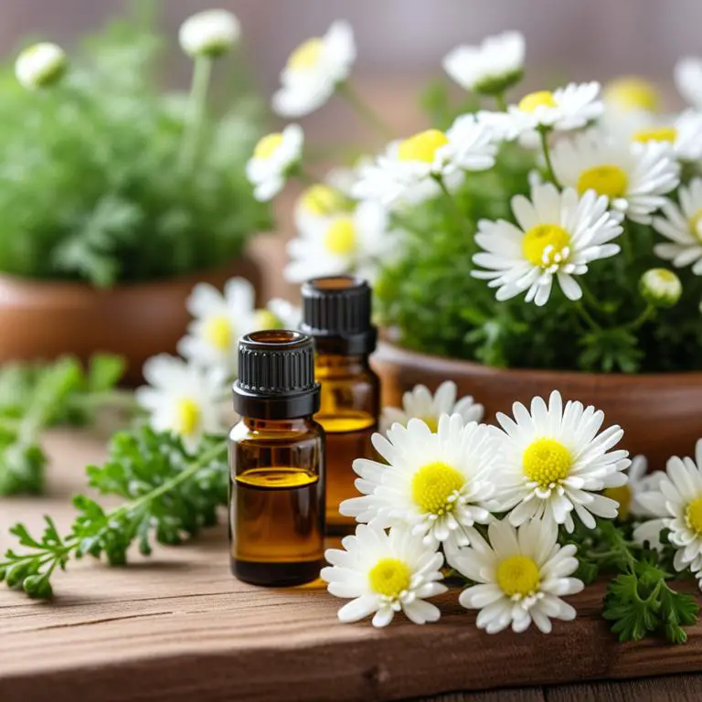 essential oil made with Chrysanthemum parthenium