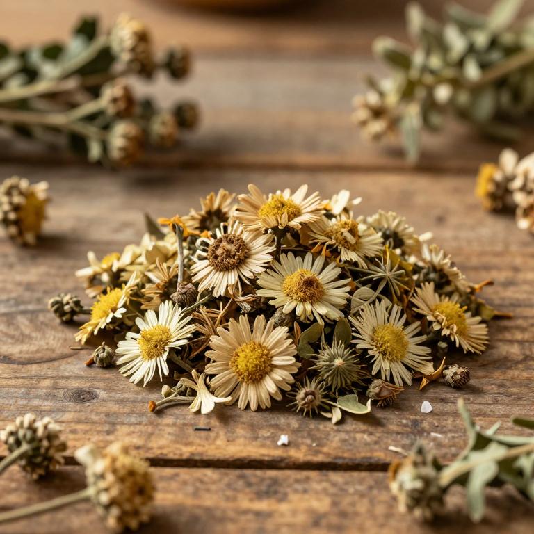 Chrysanthemum rhombifolium