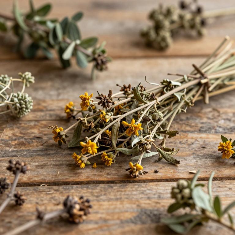 Chrysojasminum humile