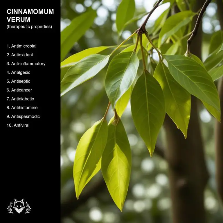 properties of Cinnamomum verum