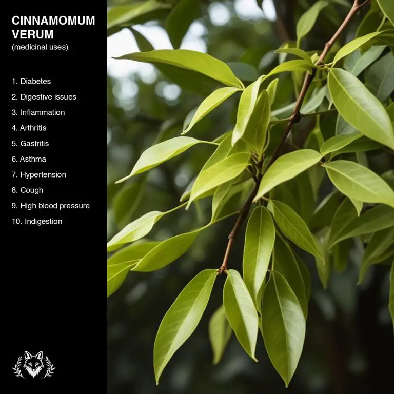 uses of Cinnamomum verum