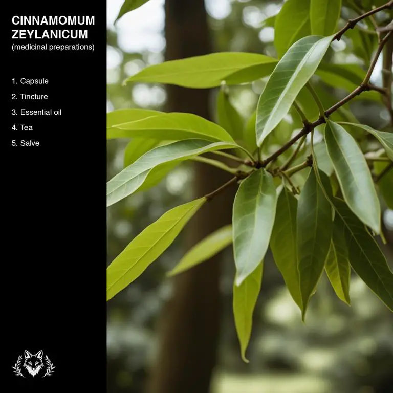 preparations of Cinnamomum zeylanicum