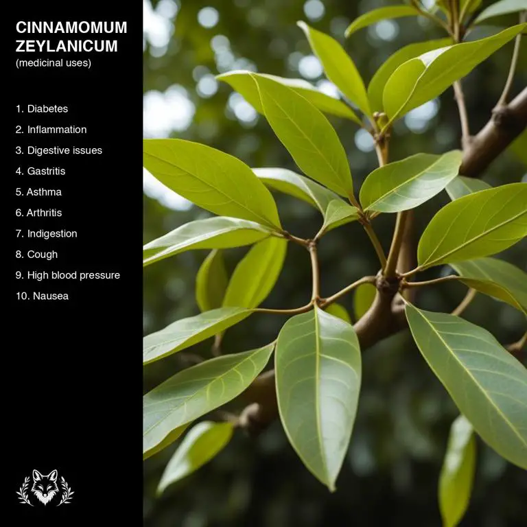 uses of Cinnamomum zeylanicum