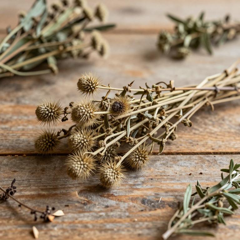 Cirsium scabrum