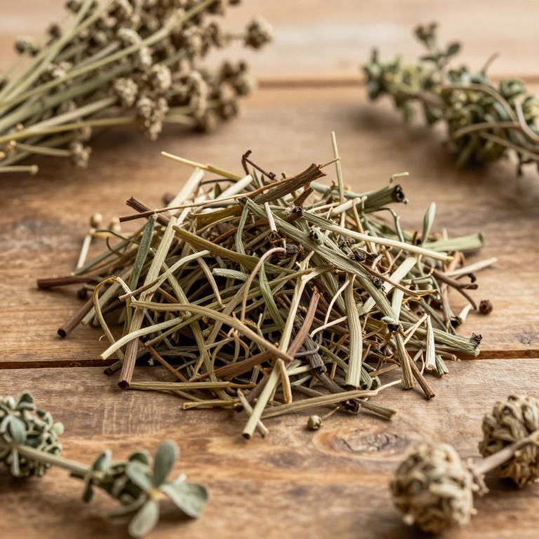 Cissus arnottiana