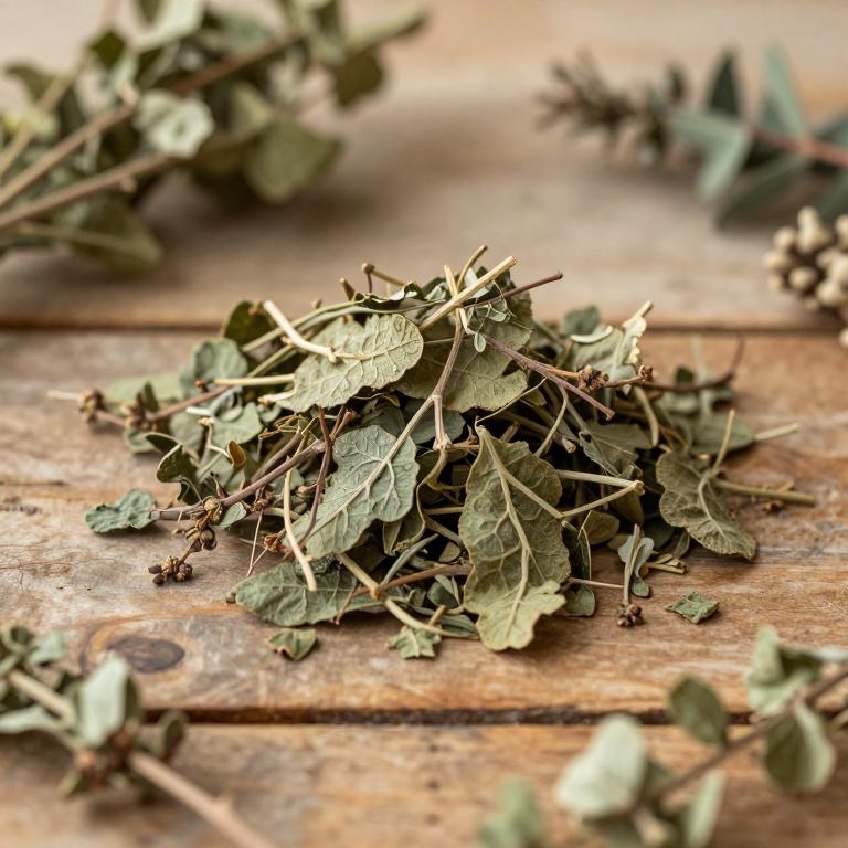 Cissus cornifolia