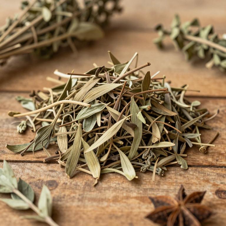 Cissus dubia
