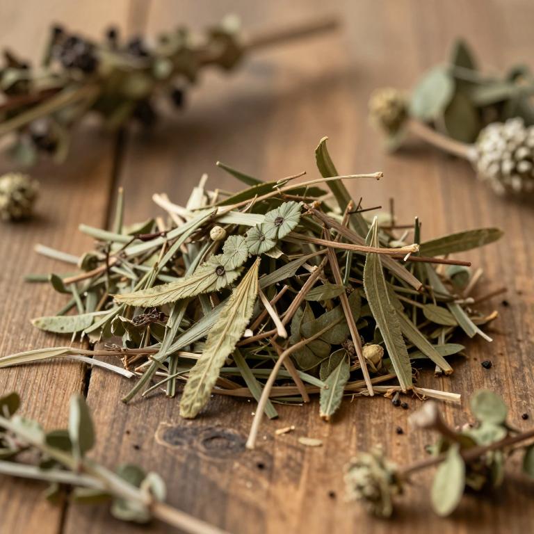 Cissus gongylodes