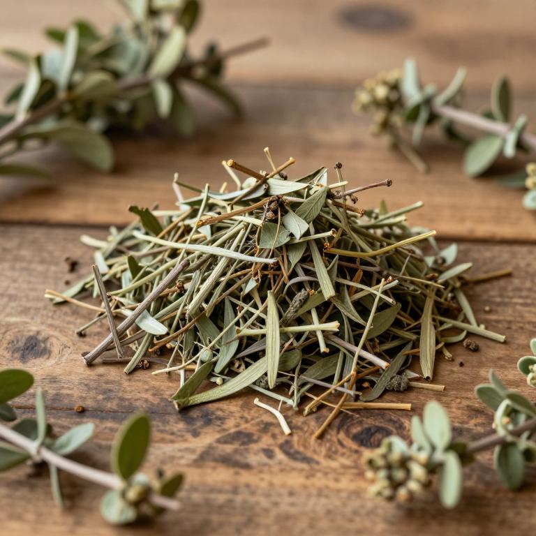 Cissus heyneana