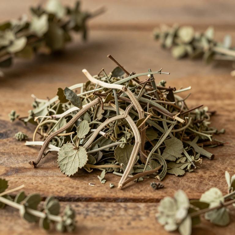 Cissus nodosa