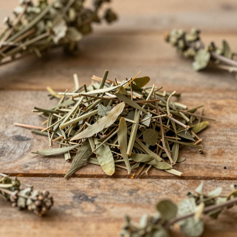 Cissus rubiginosa