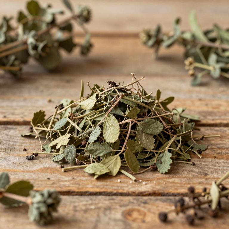 Cissus trifoliata