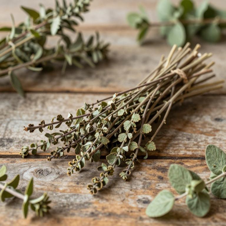 Cissus verticillata subsp. verticillata