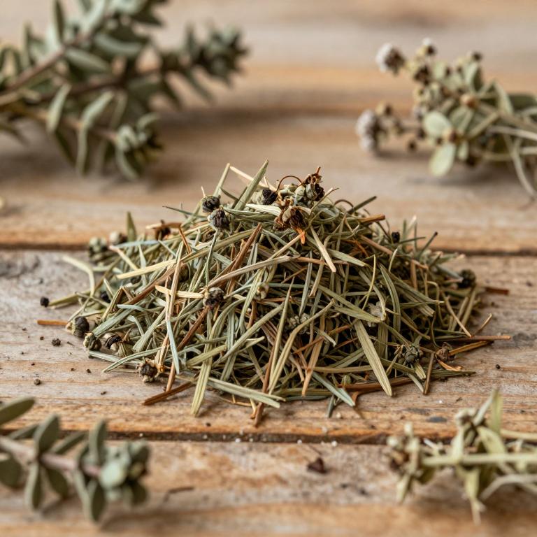Cistus monspeliensis