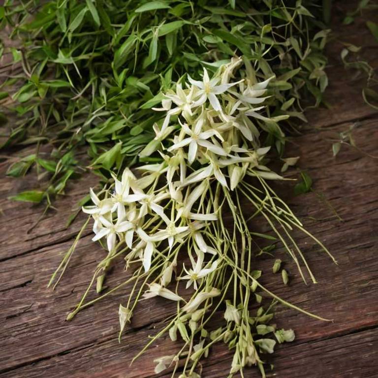 clematis armandii